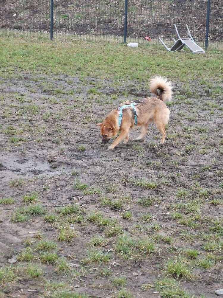 Hundetreffen-Treffen zum Spielen/Spazieren-Profilbild