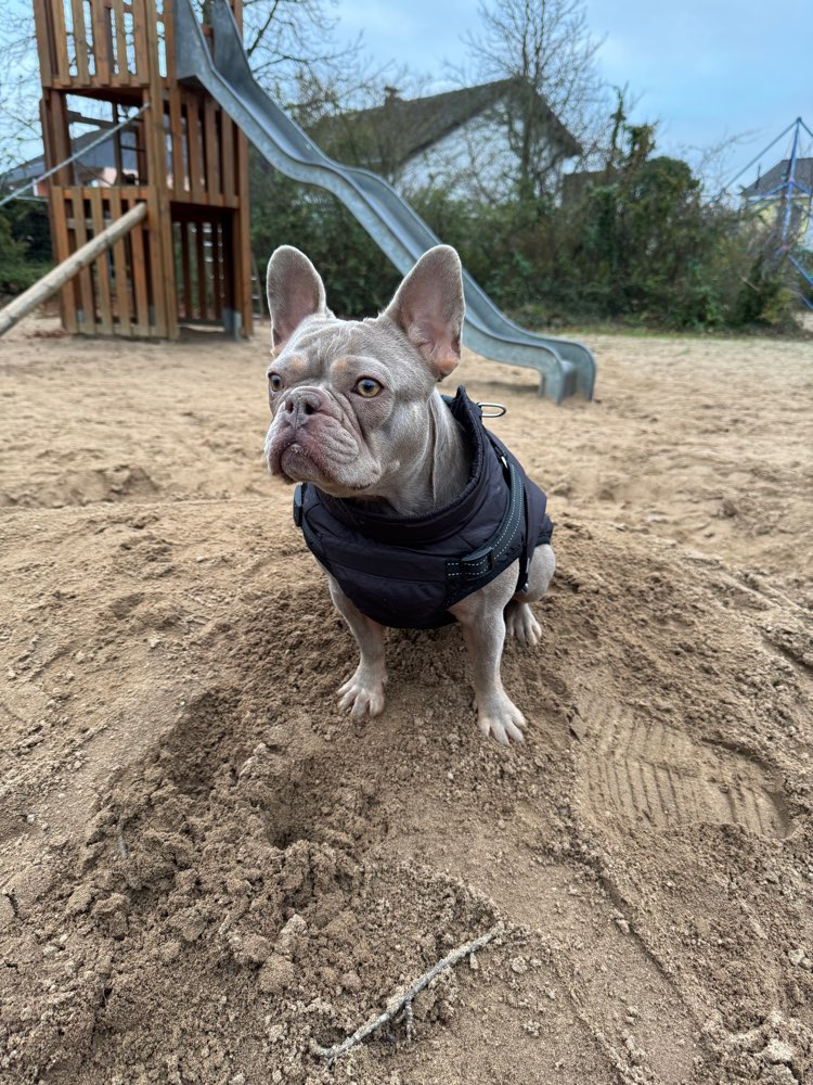 Hundetreffen-Gemeinsame Gassi & Spielrunden-Profilbild