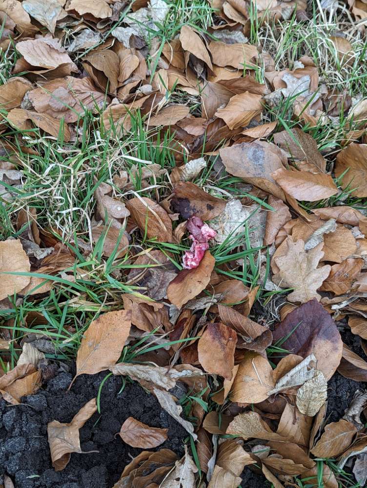 Giftköder-Möglicher Giftköder-Profilbild