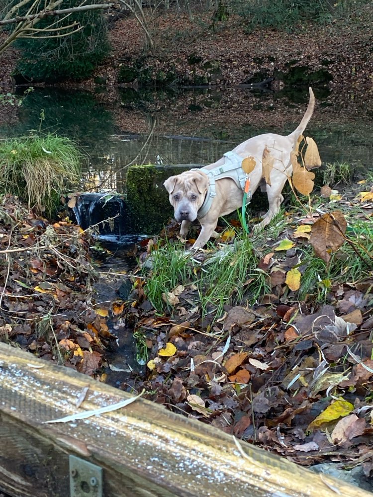 Hundetreffen-🐕 Trainingspartner für kontrollierte Hundebegegnungen gesucht (Sozialtraining)-Profilbild