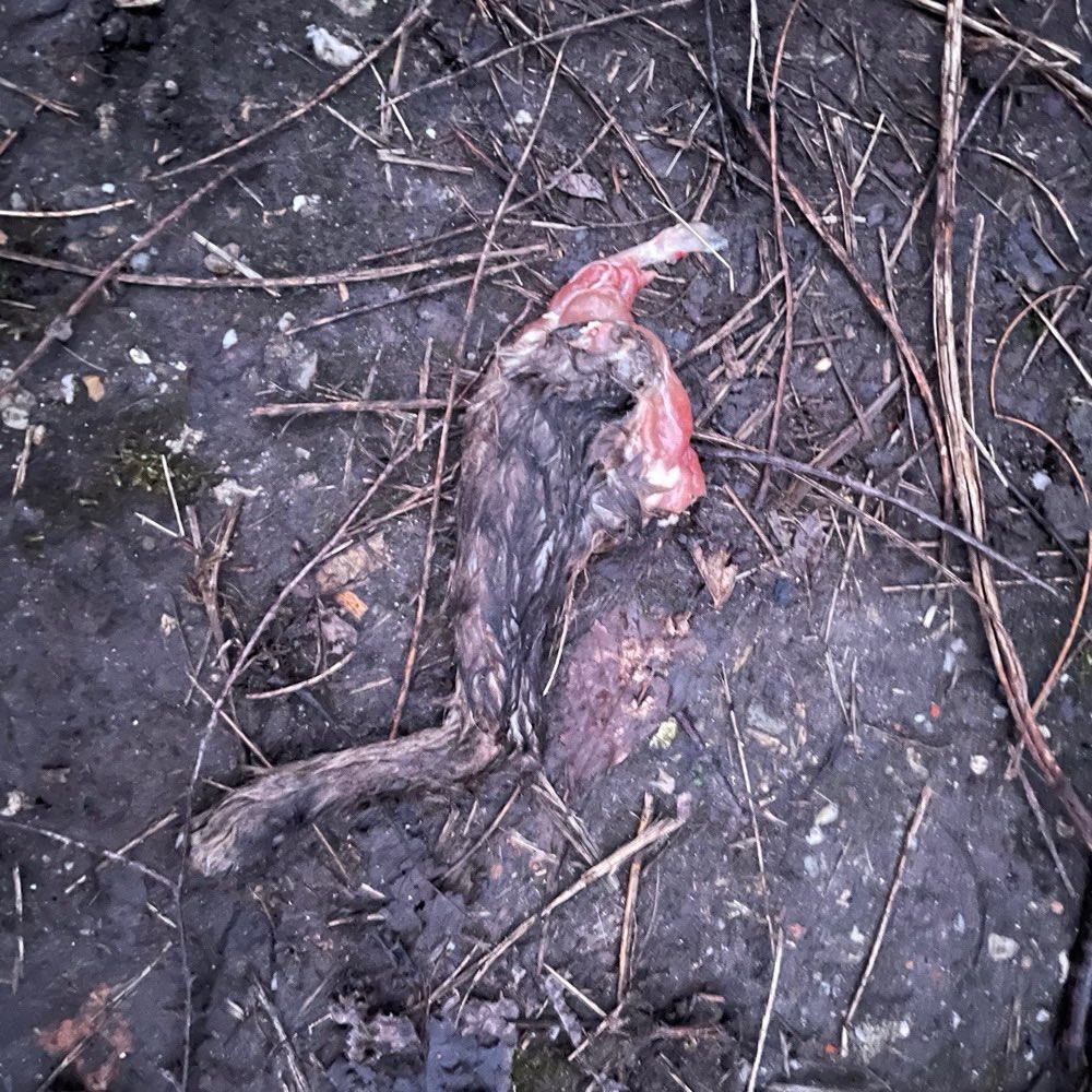 Giftköder-Bein eines Hasen o.ä.-Profilbild