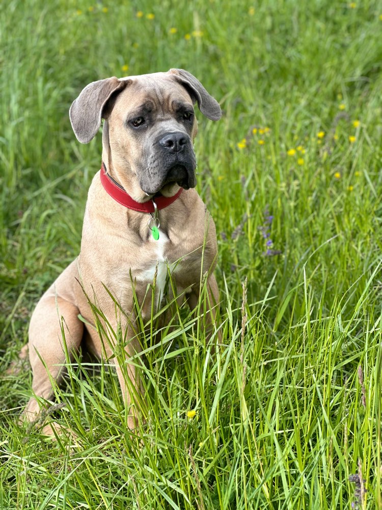 Hundetreffen-Spieltreffen/Gassirunde-Profilbild