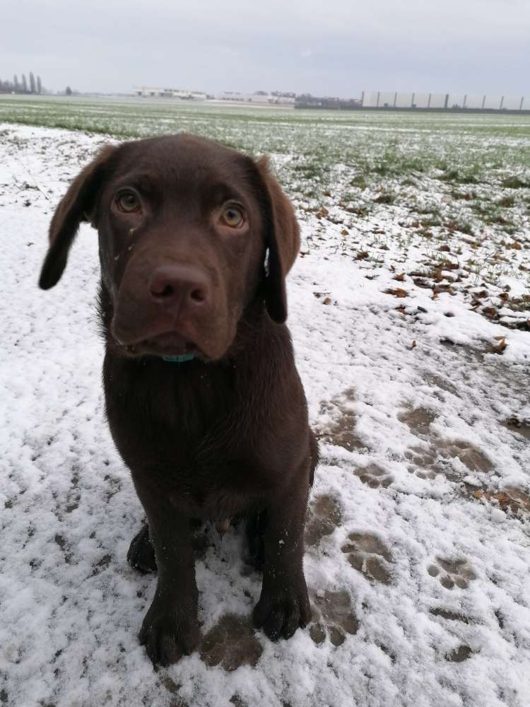 Hundetreffen-Spielrunde in der Hohen Börde-Profilbild