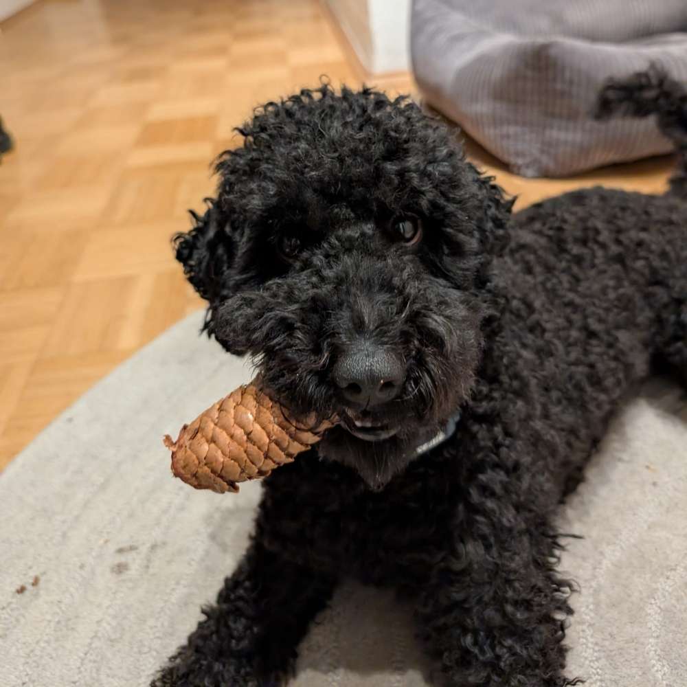 Hundetreffen-Ruhe / Frustrationstoleranz üben-Profilbild