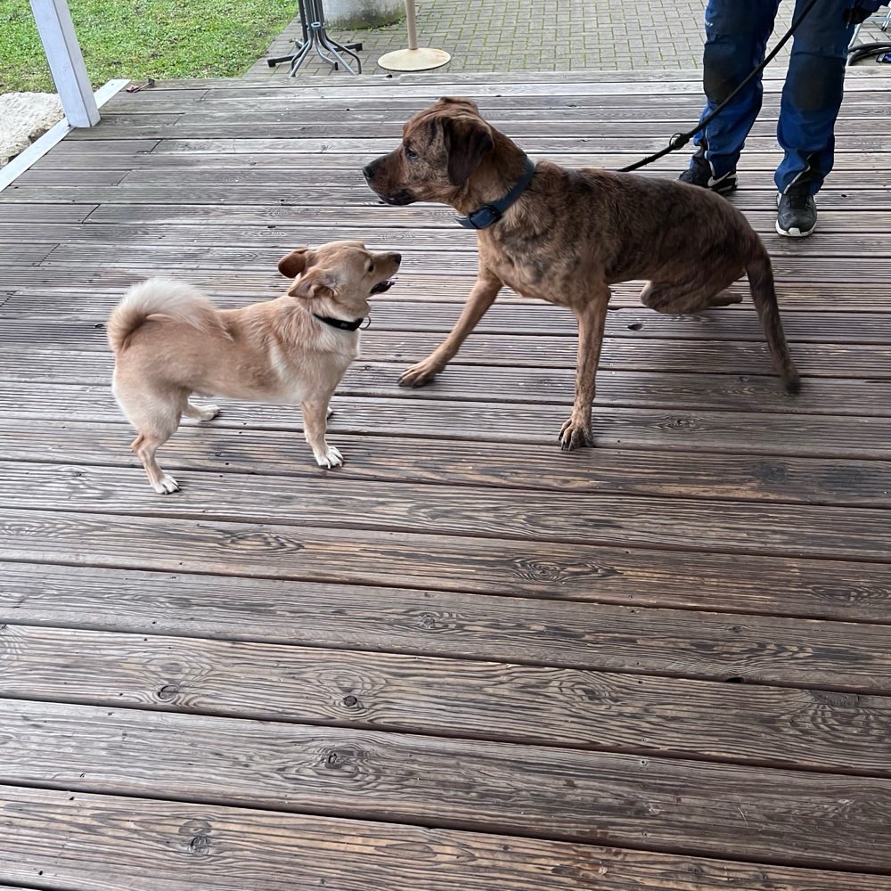 Hundetreffen-Soziale Kontakte knüpfen-Profilbild