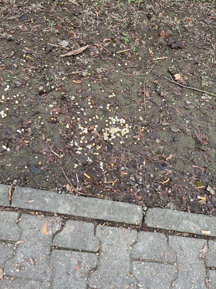 Giftköder-Brot mit Weißem Pulver-Profilbild