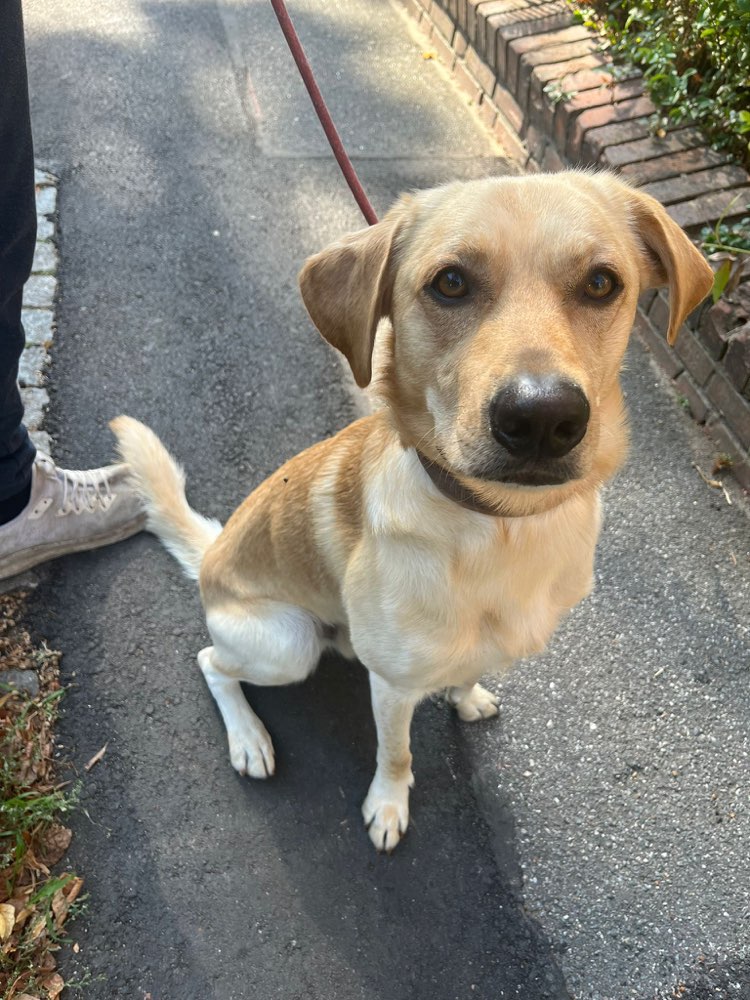 Hundetreffen-Gassi- oder Spielefreund gesucht-Profilbild