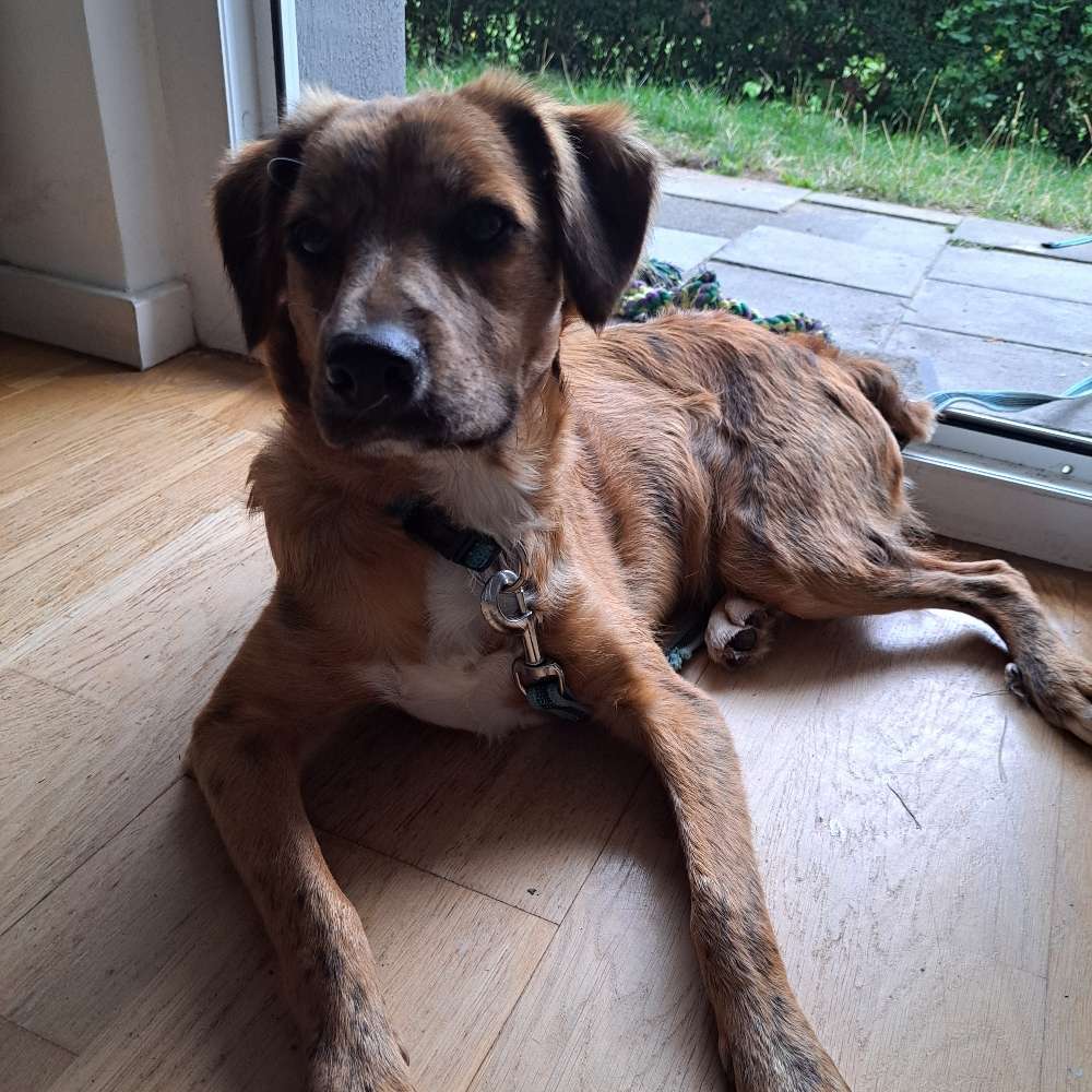 Hundetreffen-Playday for young dogs-Profilbild