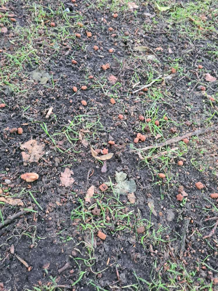 Giftköder-Herrenlose Futter-Pellets auf Grünfläche-Profilbild