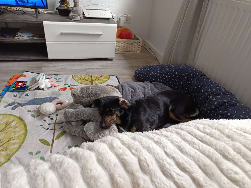 Hundetreffen-Spazieren und Üben-Profilbild