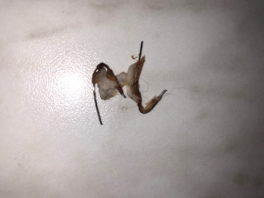 Giftköder-Präparierte Köder in Nähe der Radrennbah-Profilbild