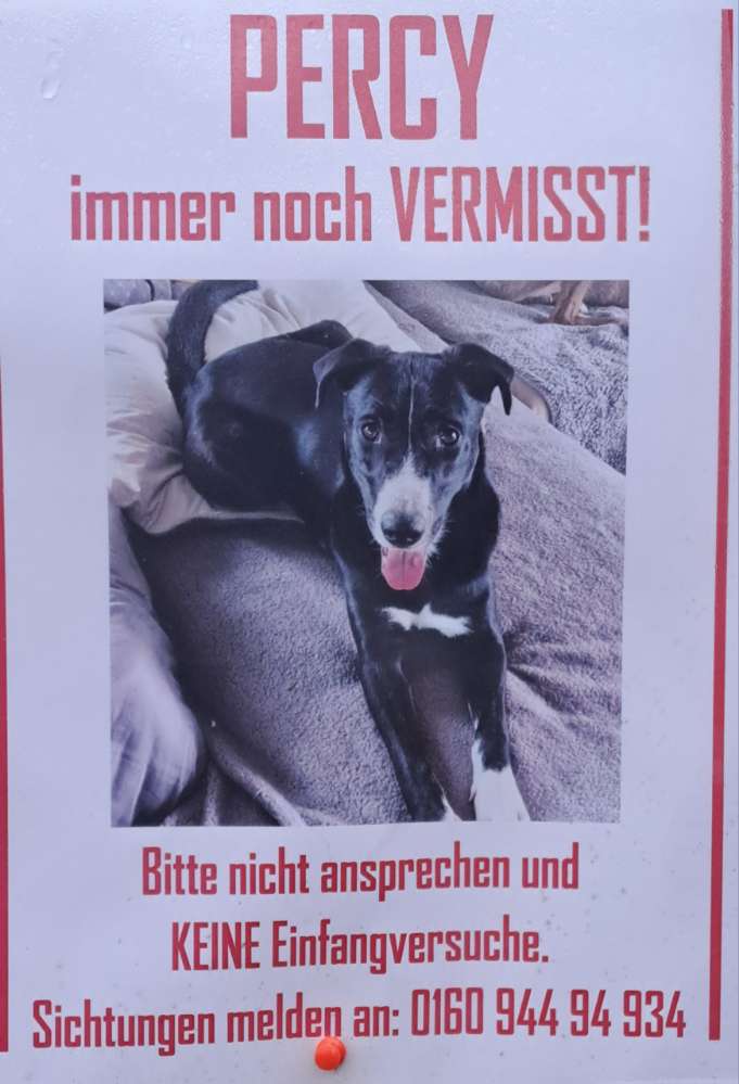 Suchmeldung-Percy-Profilbild