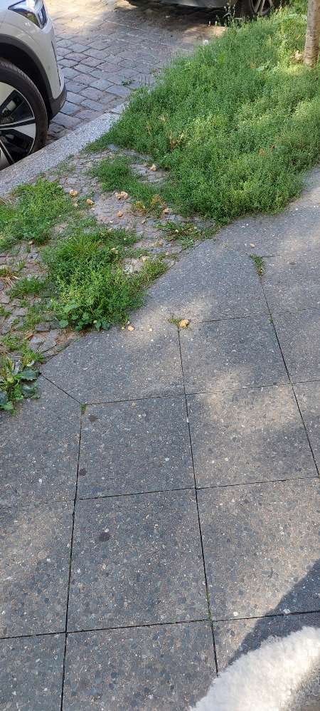 Giftköder-Brot auf der Straße-Profilbild