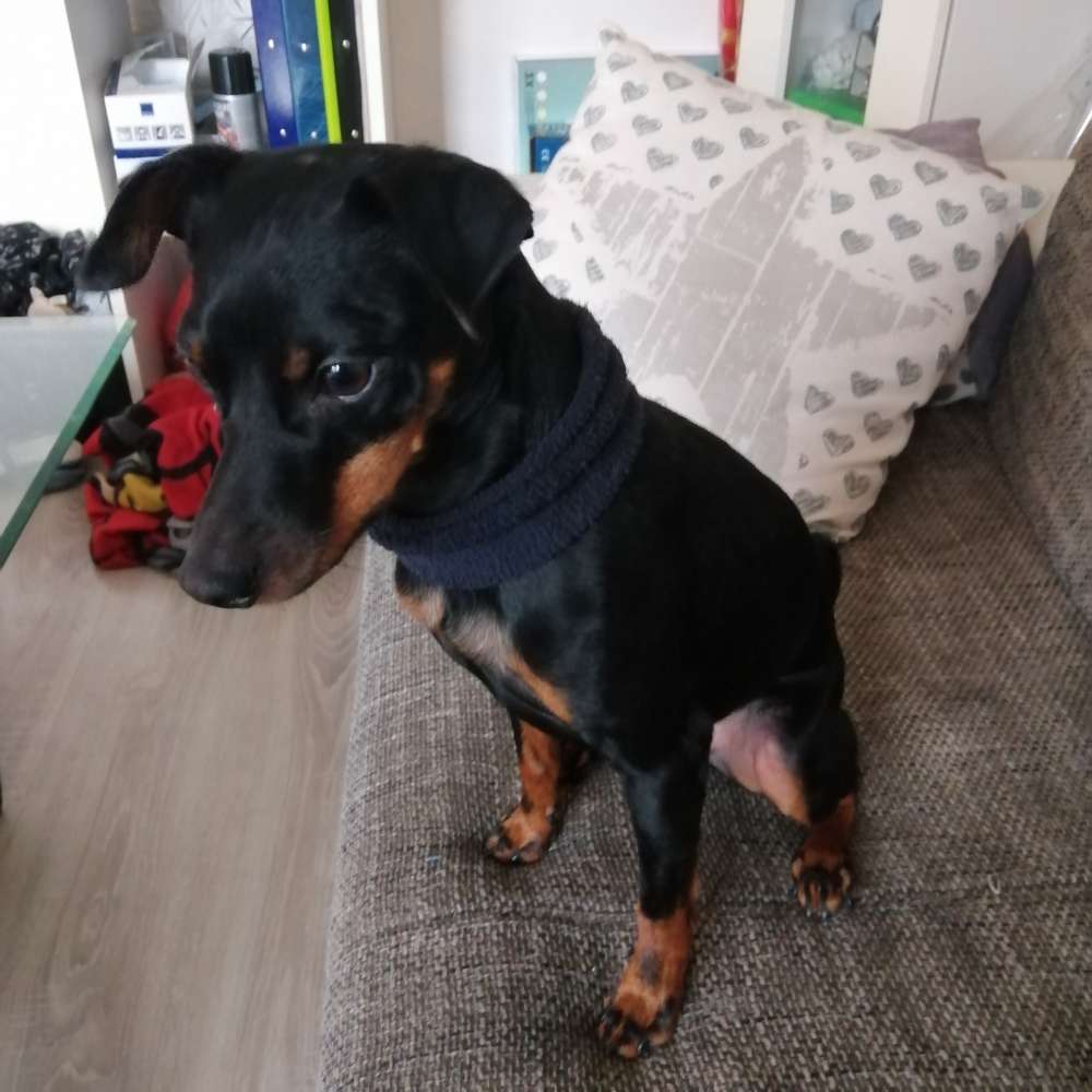 Hundetreffen-Gemeinsame gassirunde-Profilbild