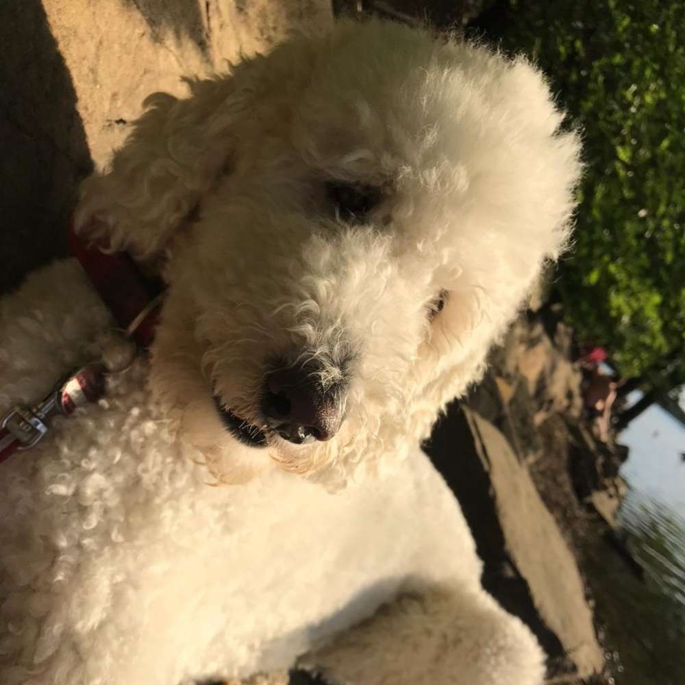 Hundetreffen-Suchen Spielpartner 🐶-Profilbild