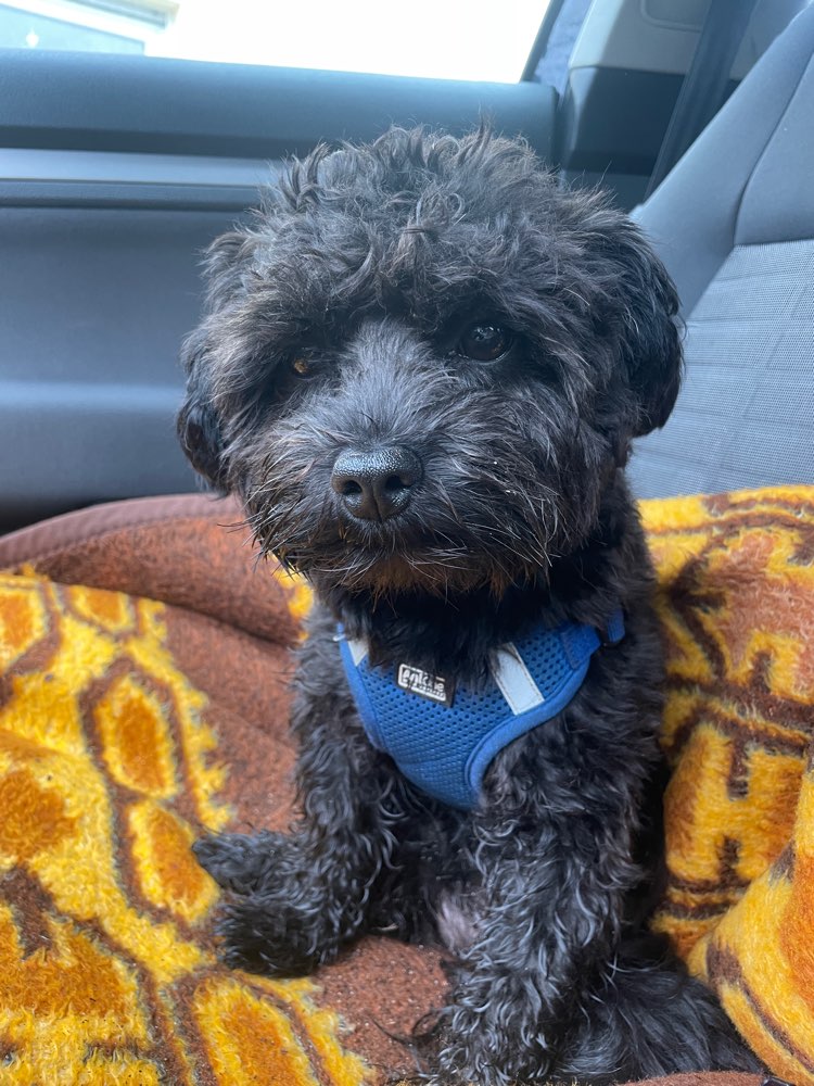 Hundetreffen-Gassi / Spielrunde-Profilbild