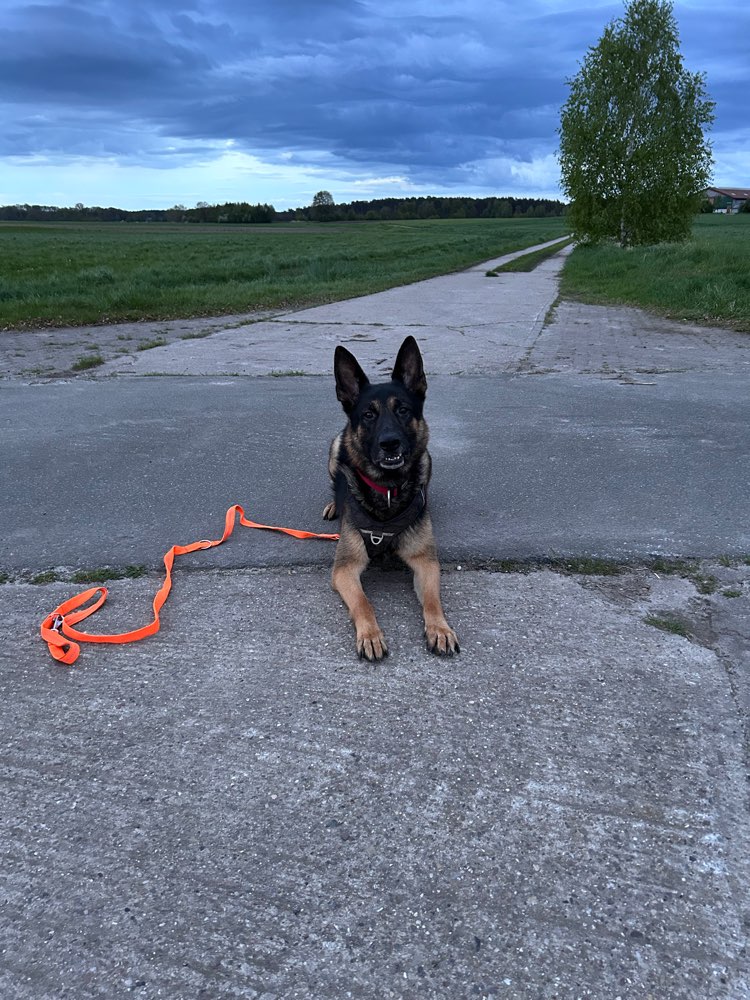 Hundetreffen-Training Hundebegegnungen-Profilbild