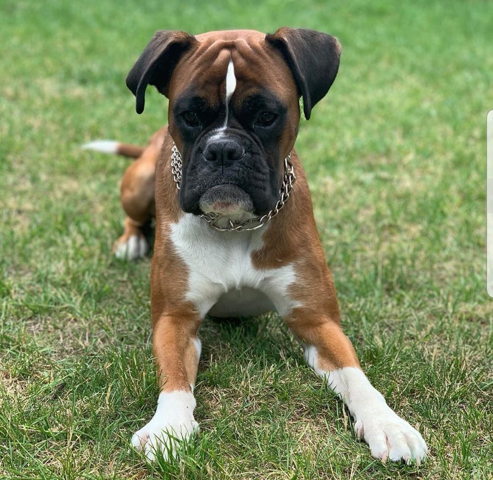 Hundetreffen-Milow würde sich freuen mit dir zu spielen❤️-Profilbild