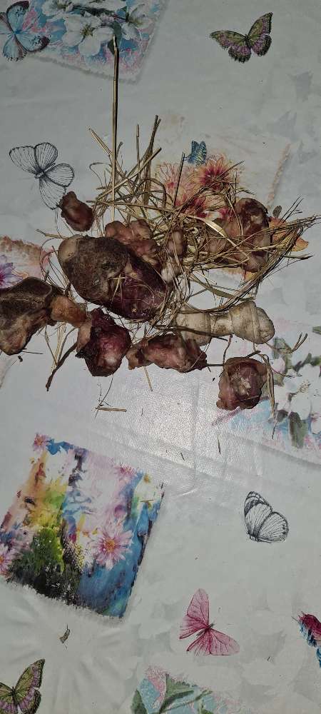 Giftköder-Giftköder-Profilbild