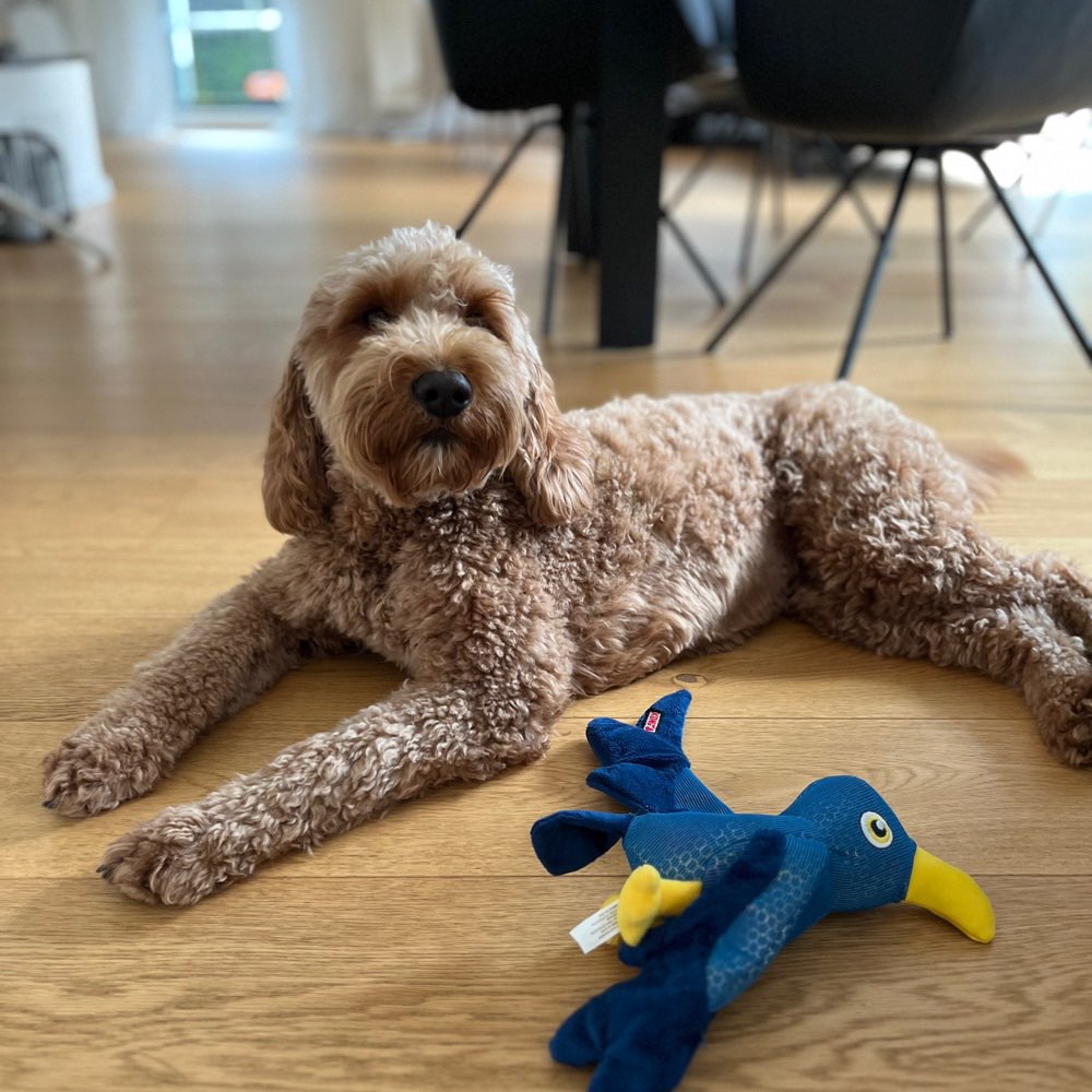 Hundetreffen-Spielen & Gassi gehen-Profilbild