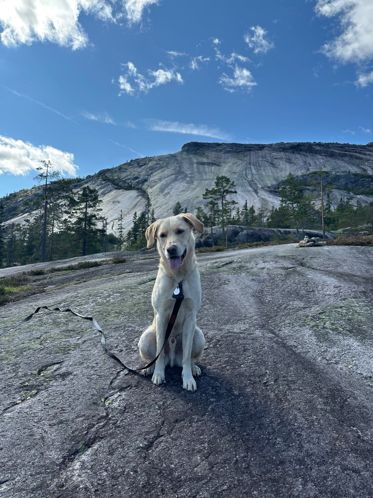 Hundetreffen-Spielpartner gesucht 🐾-Profilbild