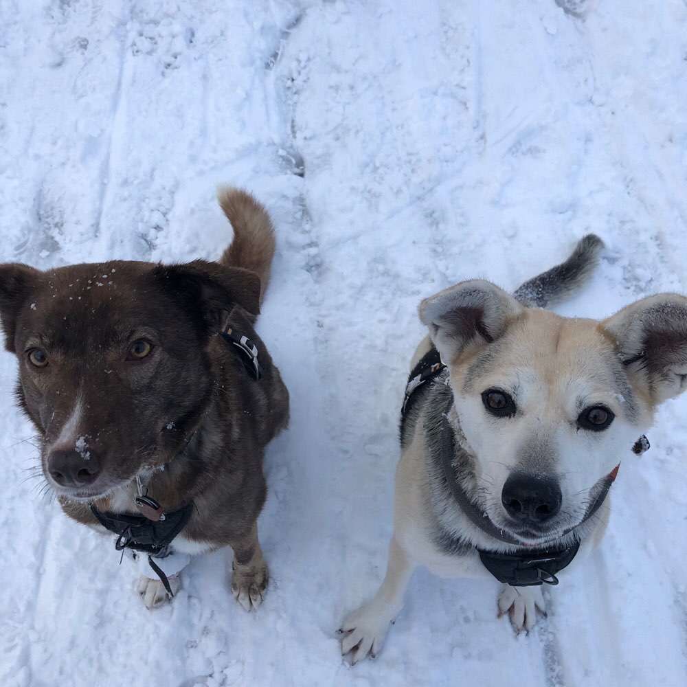 Hundetreffen-Gemeinsames Gassigehen und Spielen-Profilbild