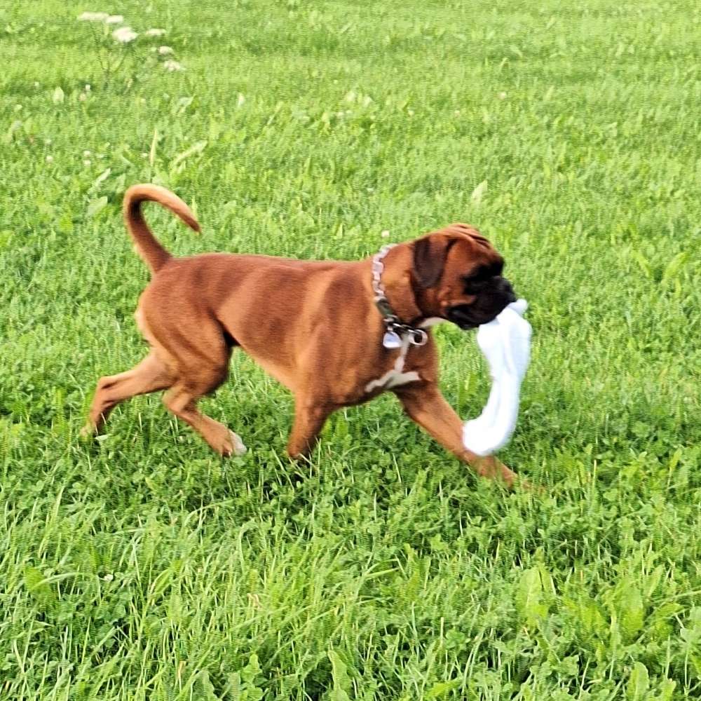 Hundetreffen-Treffen zum Spielen, Spaziergänge-Profilbild