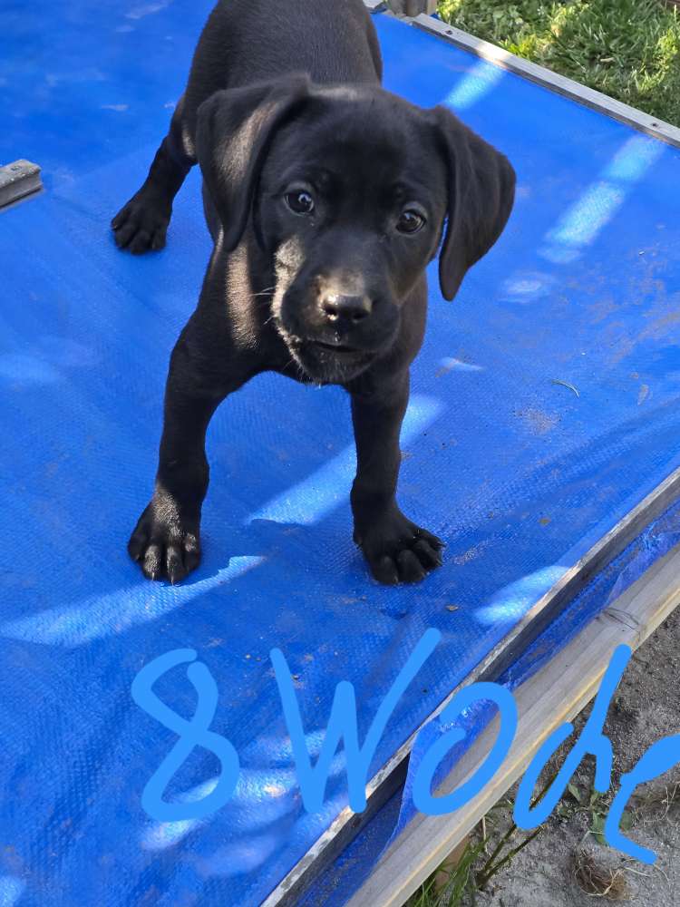 Hundetreffen-Welpen Treffen und Junghunde-Profilbild