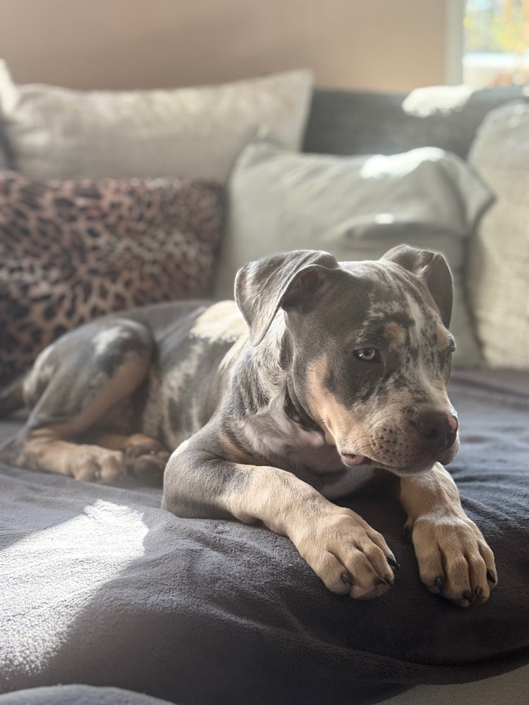 Hundetreffen-Gassi-/Spielrunden-Profilbild