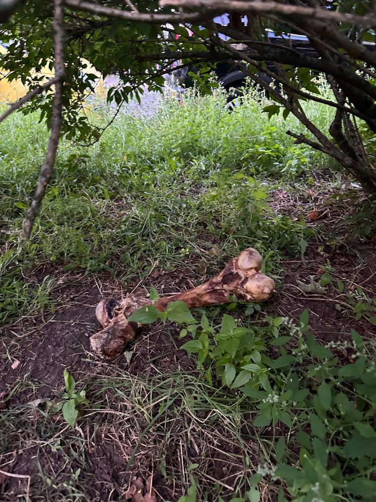 Giftköder-Riesiger Knochen im Gebüsch-Profilbild