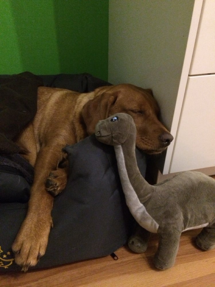 Hundetreffen-Wilma sucht jemanden zum spielen-Profilbild