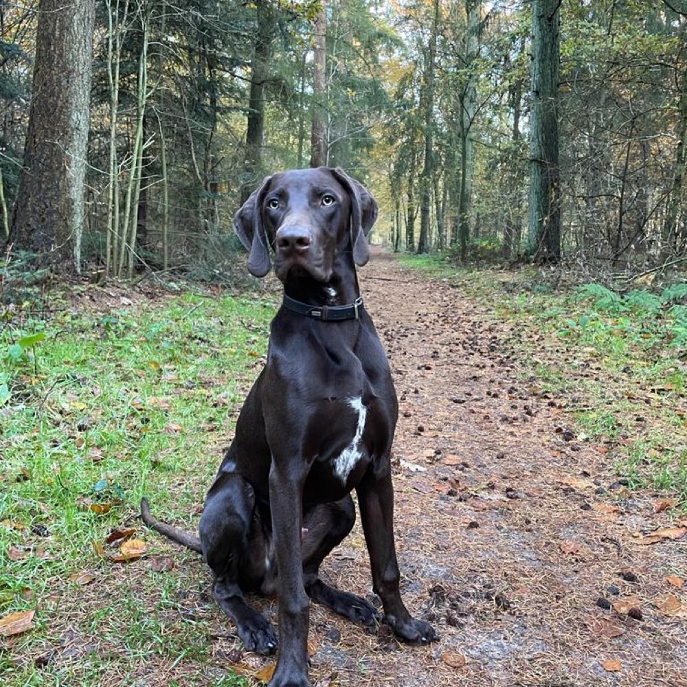 Hundetreffen-Gemeinsamer Spaziergang und Training inkl Spielen-Profilbild
