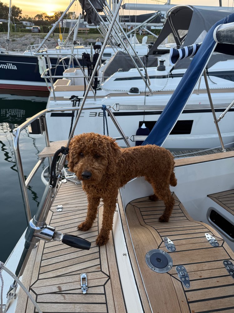 Hundetreffen-Spiel oder Gassirundentreffen-Profilbild