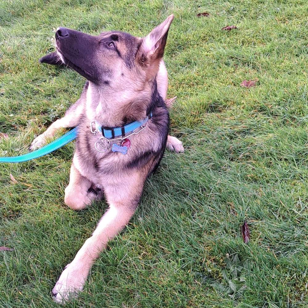 Hundetreffen-Soziale Kontakte, Hundebegegnungen, Spielstunden und Gassirunde-Profilbild