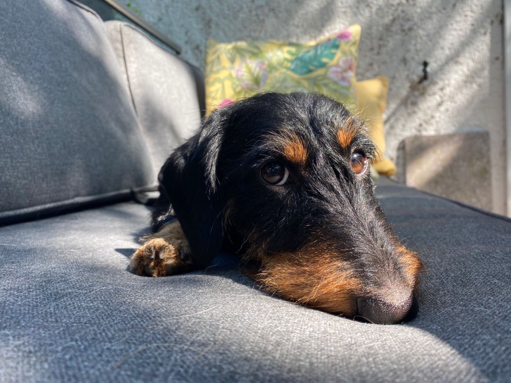 Hundetreffen-Dackeltreffen-Profilbild