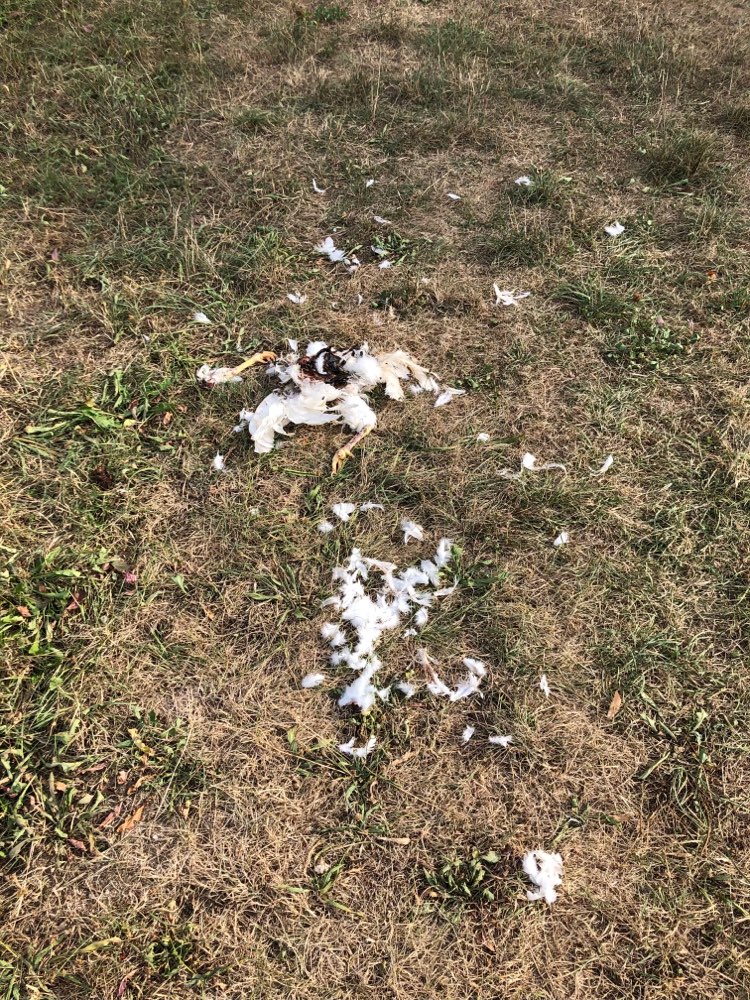 Giftköder-Totes Tier Huhn-Profilbild