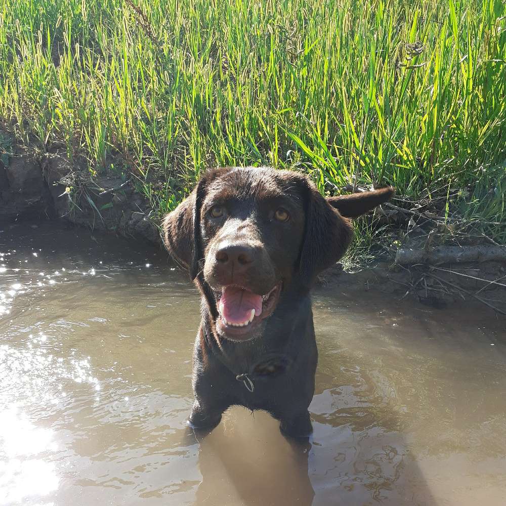 Hundetreffen-Gassirunde Weinstadt-Profilbild