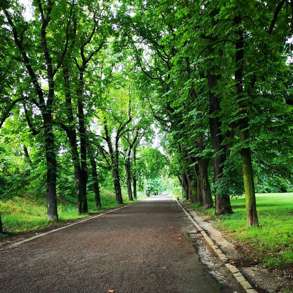 Hundetreffen-Social Walk Übungsspaziergänge-Profilbild