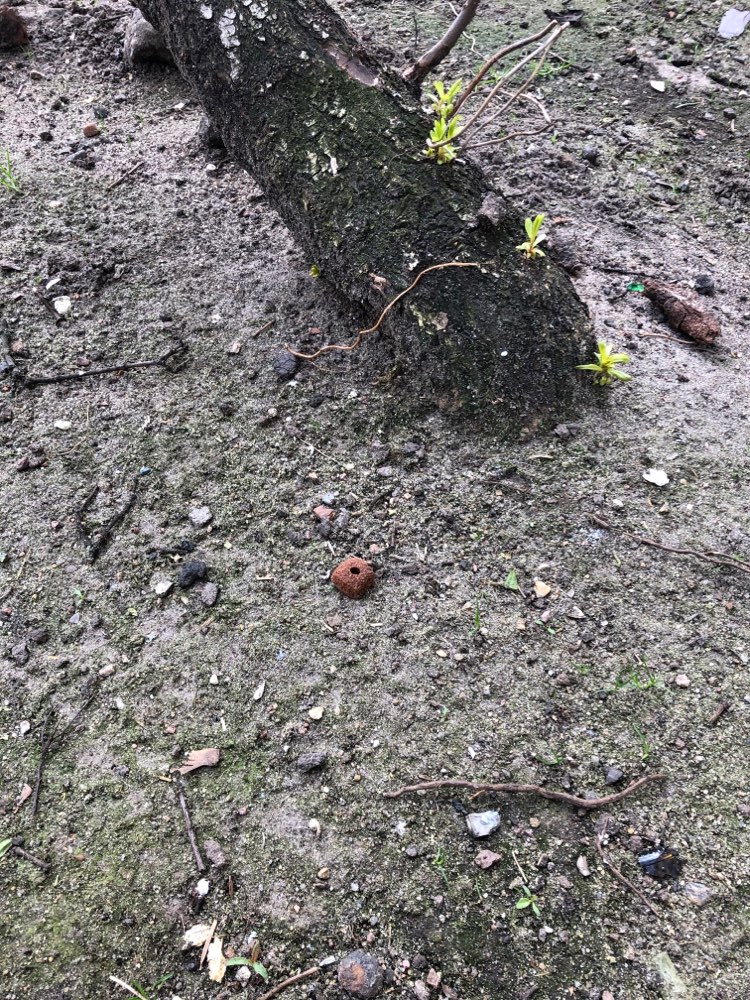 Giftköder-Verteilte Leckerlies in Grünflache-Profilbild
