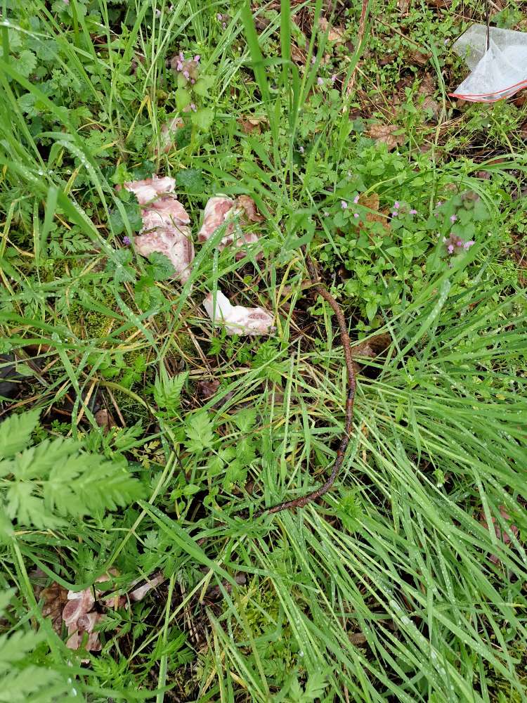 Giftköder-Knochen und Fleisch-Profilbild