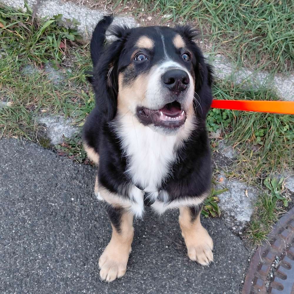 Hundetreffen-Gassirunde-Profilbild