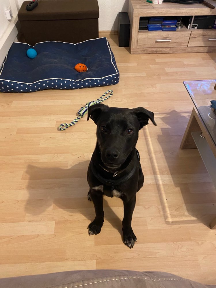 Hundetreffen-Spielfreunde gesucht-Profilbild