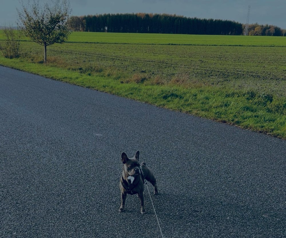Hundetreffen-Gemeinsame Spaziergänge oder Spieltreffen-Profilbild
