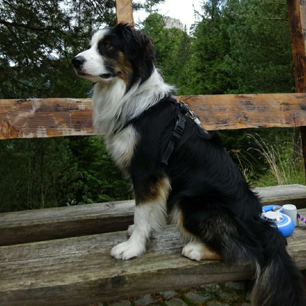 Hundetreffen-Gassirunde und spielen in Daxberg im Unterallgäu-Profilbild