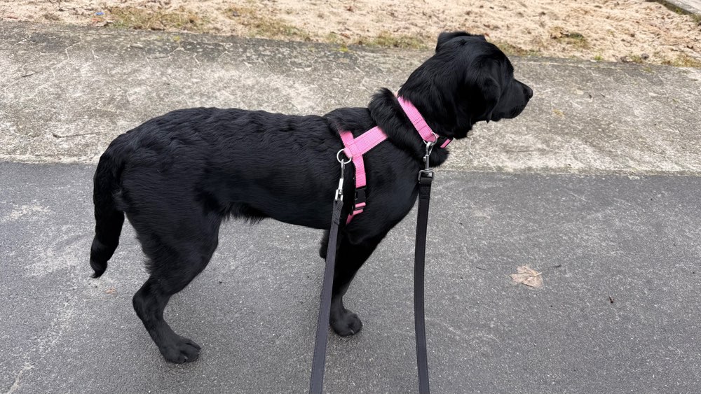 Hundetreffen-Gassirunde in Wolfsburg-Profilbild