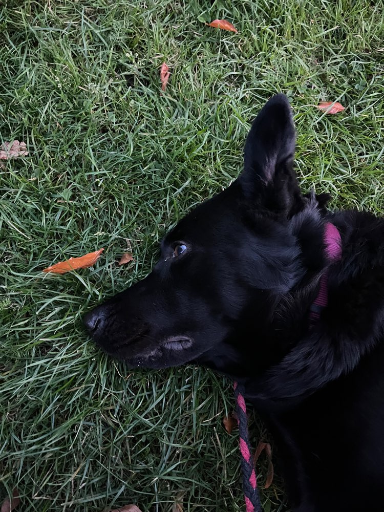 Hundetreffen-Spazieren und anschließendes Spielen-Profilbild