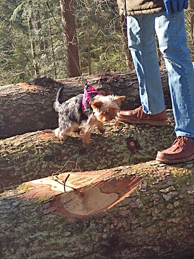 Hundetreffen-Gassi und spieltreffen-Profilbild