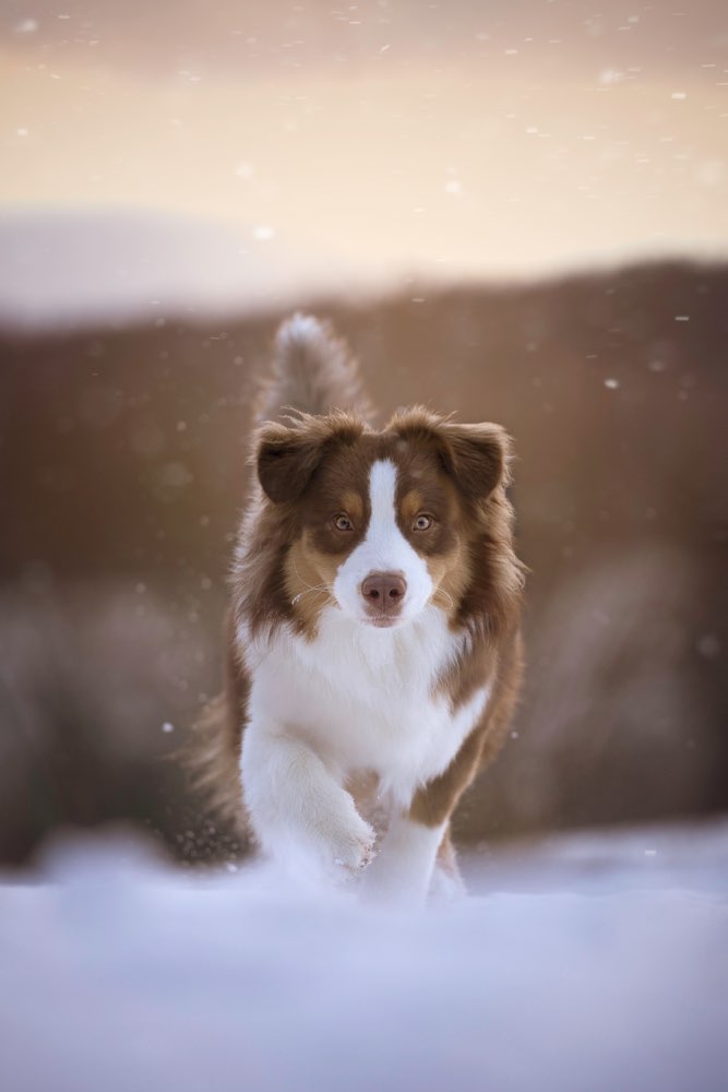 Hundetreffen-Spielkameraden gesucht-Profilbild