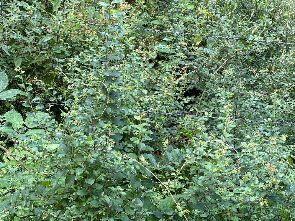 Giftköder-Stacheldraht in sehr niedriger Höhe-Profilbild