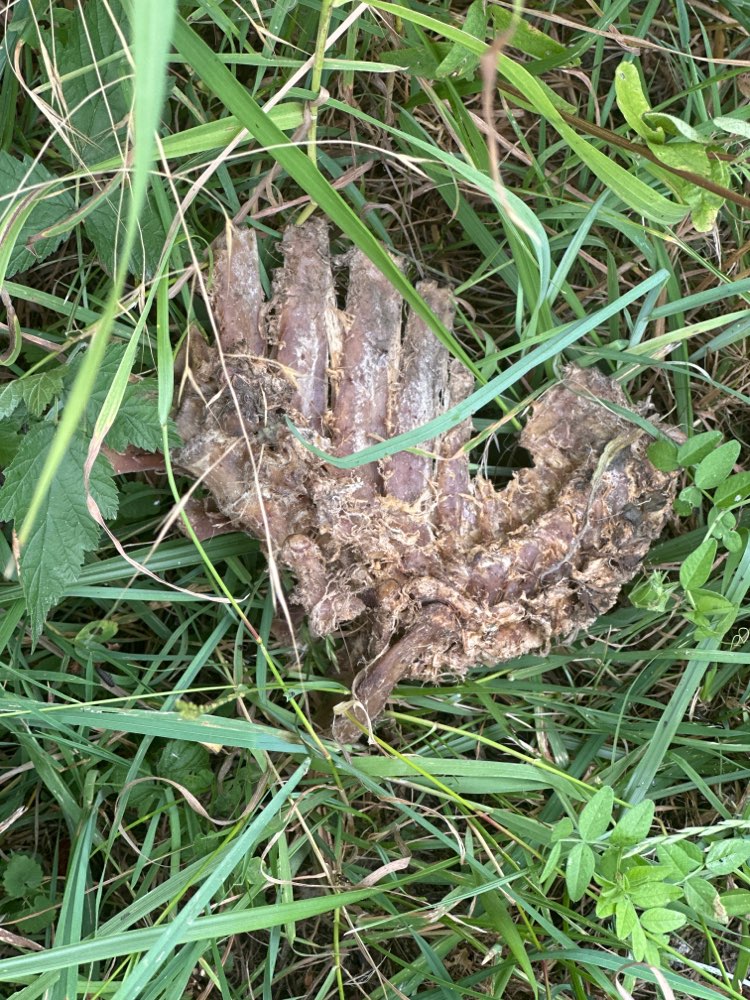 Giftköder-Tierkadaver-Profilbild